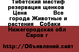 Тибетский мастиф резервация щенков › Цена ­ 100 000 - Все города Животные и растения » Собаки   . Нижегородская обл.,Саров г.